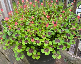 Iron Cross Oxalis (bollen) kleine, paarse klaver levende plant, snelgroeiende kamerplant, zeldzame sierbloem, cadeau voor tuinman