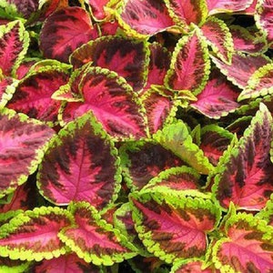 Coleus seeds Kong Salmon Pink, Vibrant Ornamental Plant, Rare Seeds for Planting, Great for Outdoors and Indoors, Gift for Gardener image 3