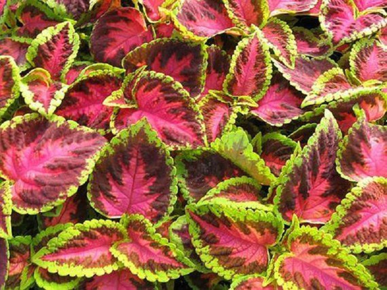 Coleus seeds Kong Salmon Pink, Vibrant Ornamental Plant, Rare Seeds for Planting, Great for Outdoors and Indoors, Gift for Gardener image 3