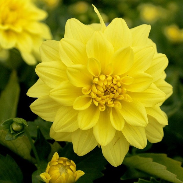 Dwarf Dahlias Etsy