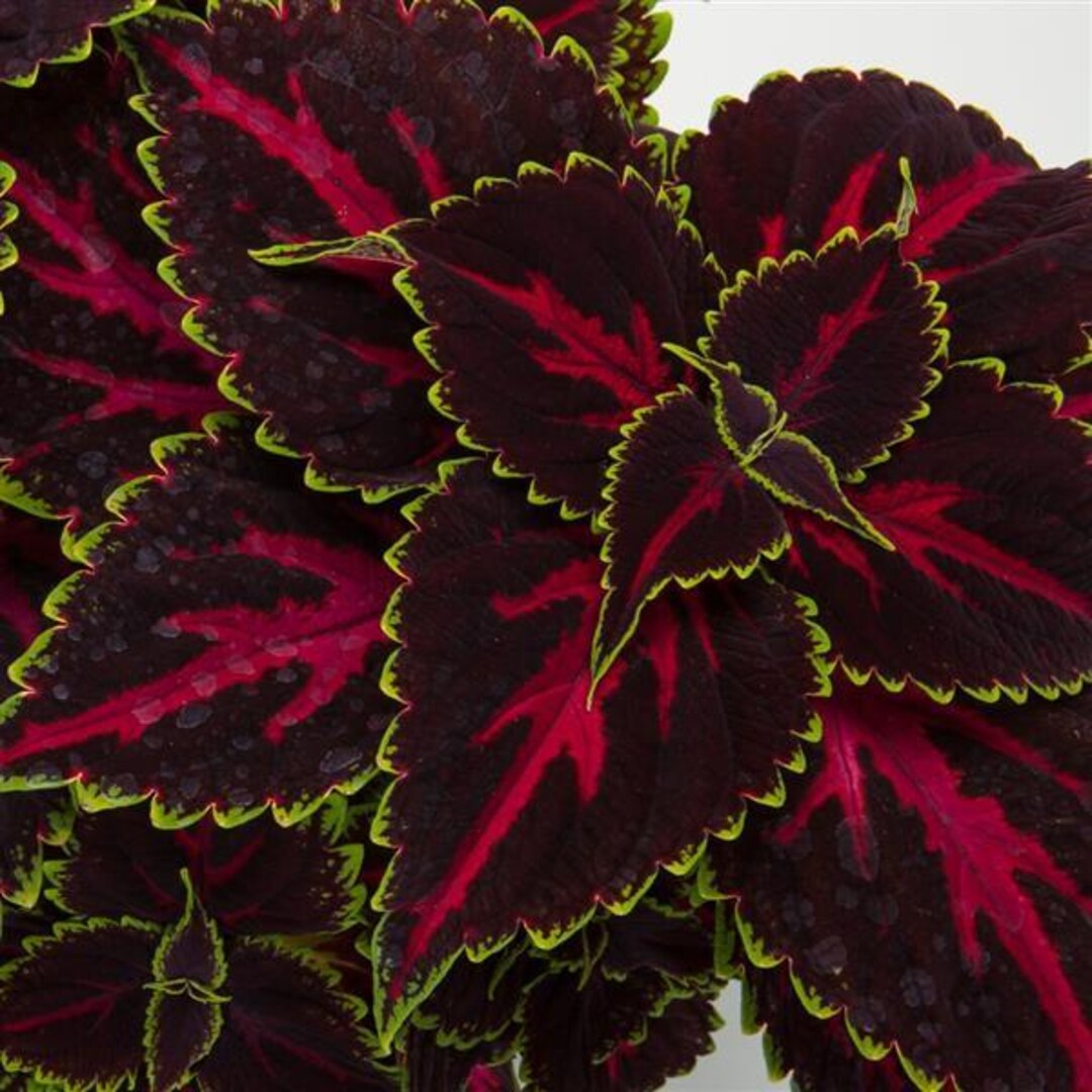Coleus Pink Tricolor, Live Rooted Starter Plant, Vibrant Ornamental ...