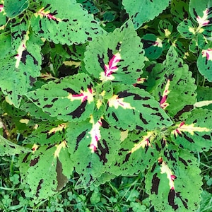 May include: A close-up of a plant with green, white, and pink leaves. The leaves have a mottled pattern and are arranged in a cluster.