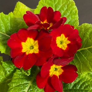 Primrose Bright Red, plant, live.