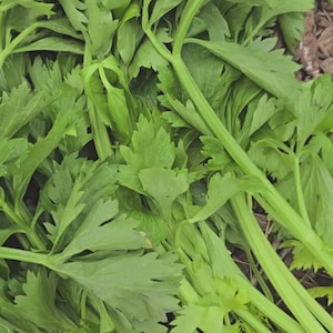 Apio (semillas) Asia Central Apium Graveolens Variedad tradicional, sabor intenso, tallo de hoja, vegetal, no transgénico, fácil de cultivar, planta de jardín, regalo para jardineros