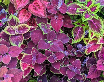 Coleus (seeds) Merlot Mix, Vibrant Ornamental Plant, Rare Seeds for Planting, Great for Outdoors and Indoors, Gift for Gardener