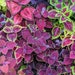 see more listings in the Coleus Seeds section