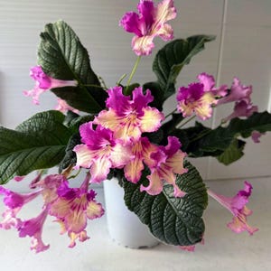 May include: A potted flowering plant with vibrant pink and yellow blooms. The flowers have ruffled edges and are set against dark green, textured leaves. The plant is in a white ceramic pot, creating a striking contrast.