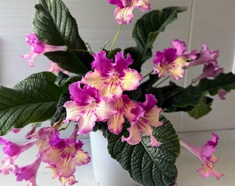 May include: A potted flowering plant with vibrant pink and yellow blooms. The flowers have ruffled edges and are set against dark green, textured leaves. The plant is in a white ceramic pot, creating a striking contrast.