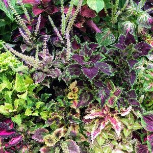 Coleus Samen Vomov Master Blend, Lebendige Zierpflanze, seltene Samen