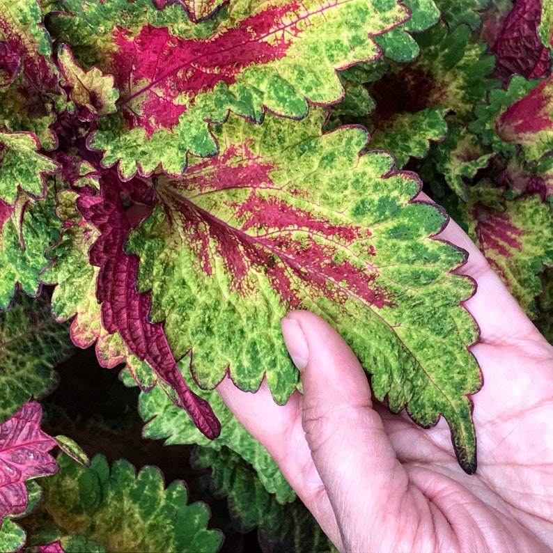 Coleus Indian Summer, Live Starter Plant, Vibrant Ornamental Foliage ...