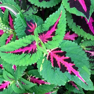 May include: Close-up of a plant with large, green leaves with pink and black markings. The leaves have a textured, crinkled appearance.
