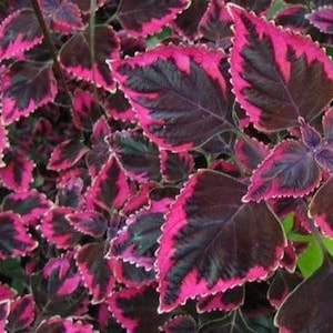 Coleus Plum Brocade or Meandering Linda, Live Rooted Starter Plant, Vibrant Ornamental Foliage, Great for Outdoors and Indoors