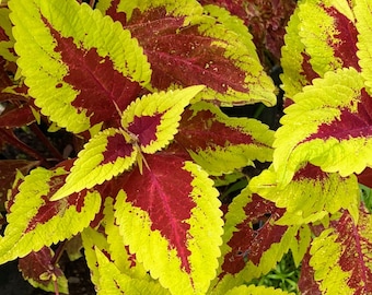 Coleus Red Coat, Live Rooted Starter Plant, Vibrant Ornamental Foliage, Great for Outdoors and Indoors, Rare Colorful Gift for Gardener