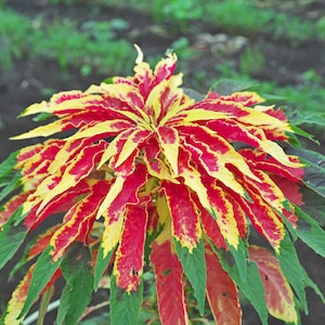 May include: A close-up of a red and yellow amaranth plant with green leaves. The plant has a unique, spiky shape and is a popular choice for gardens and landscaping.