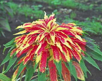 Amaranthus (seeds) Tricolor Perfecta
