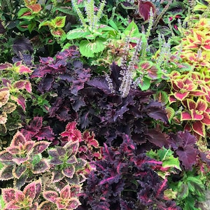 May include: A vibrant assortment of coleus plants with a variety of leaf colors, including deep purple, bright red, yellow, and green. The image showcases the diverse textures and patterns of the foliage, creating a lush, colorful display.