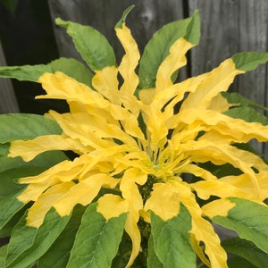 May include: A close-up of a plant with yellow and green leaves. The leaves are long and narrow, and they are arranged in a spiral pattern. The plant is in focus, and the background is blurred.