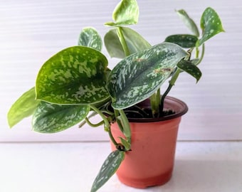 Satin Pothos Live Plant Scindapsus Pictus Argyraeus Silver Vine Trailing Houseplant Easy Care Air Purifying Indoor for Outdoors and Indoors