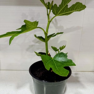 May include: A young fig tree in a dark green plastic pot. The plant has several large, green, lobed leaves and a slender, green stem. The pot is filled with dark soil. The background is a white tiled wall.