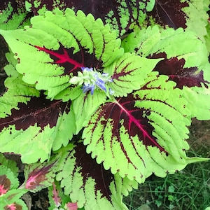 Op de afbeelding: Een close-up van een plant met groene en bordeauxrode bladeren. De bladeren hebben een gekartelde rand en zijn gevlekt met wit. In het midden van de afbeelding bevinden zich kleine paarse bloemen.