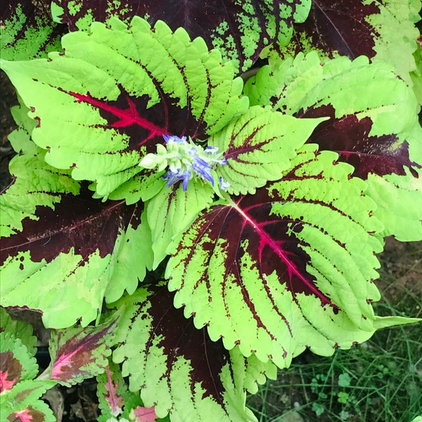 Coleus (seeds) Kong Red, Vibrant Ornamental Plant, Rare Seeds for Planting, Great for Outdoors and Indoors, Colorful Gift for Gardener