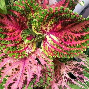 Coleus (seeds) Kong Salmon Pink, Vibrant Ornamental Plant, Rare Seeds for Planting, Great for Outdoors and Indoors, Gift for Gardener