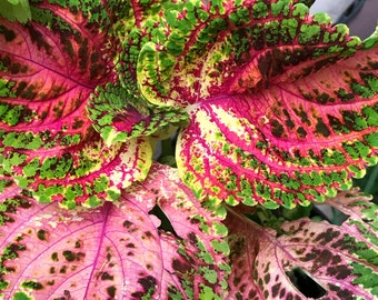 Coleus (seeds) Kong Salmon Pink, Vibrant Ornamental Plant, Rare Seeds for Planting, Great for Outdoors and Indoors, Gift for Gardener