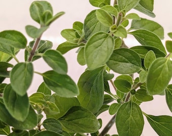 Sweet Marjoram Live Starter Plant Aromatic Herb and Spice Easy to Grow Organic Young Plant for Garden or Kitchen gift for gardener live herb