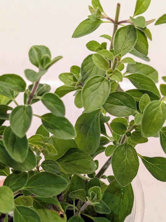 Sweet Marjoram Live Starter Plant Aromatic Herb and Spice Easy to Grow Organic Young Plant for Garden or Kitchen gift for gardener live herb