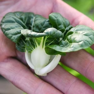 Bok Choy (seeds) Hedou Tiny, Tasty Vegetable & Herb, Easy to Grow Edible Plant for Your Garden, Indoor or Outdoor, Rare Gift for Gardener