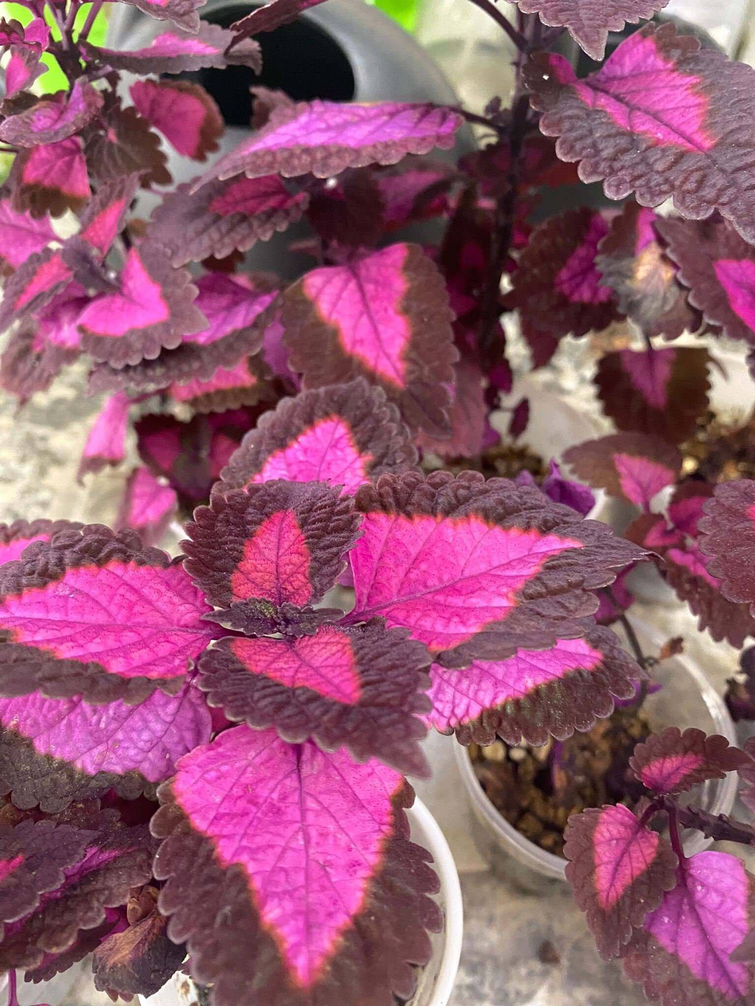 Coleus China Rose, Live Starter Plant, Vibrant Ornamental Foliage, Great  for Outdoors and Indoors, Rare Colorful Gift for Gardener - Etsy sterreich