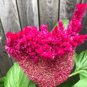 Celosia (seeds) Magenta Red Cockscomb, Vibrant Flower, Rare Seeds for Planting, Great for Outdoors and Indoors, Colorful Gift for Gardener