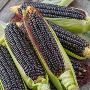 Puede incluir: Primer plano de varias mazorcas de maíz morado, parcialmente desgranadas, con hojas verdes y seda rojiza. Los granos son de color púrpura intenso y las hojas son de color verde claro. El maíz está sobre una superficie de madera.