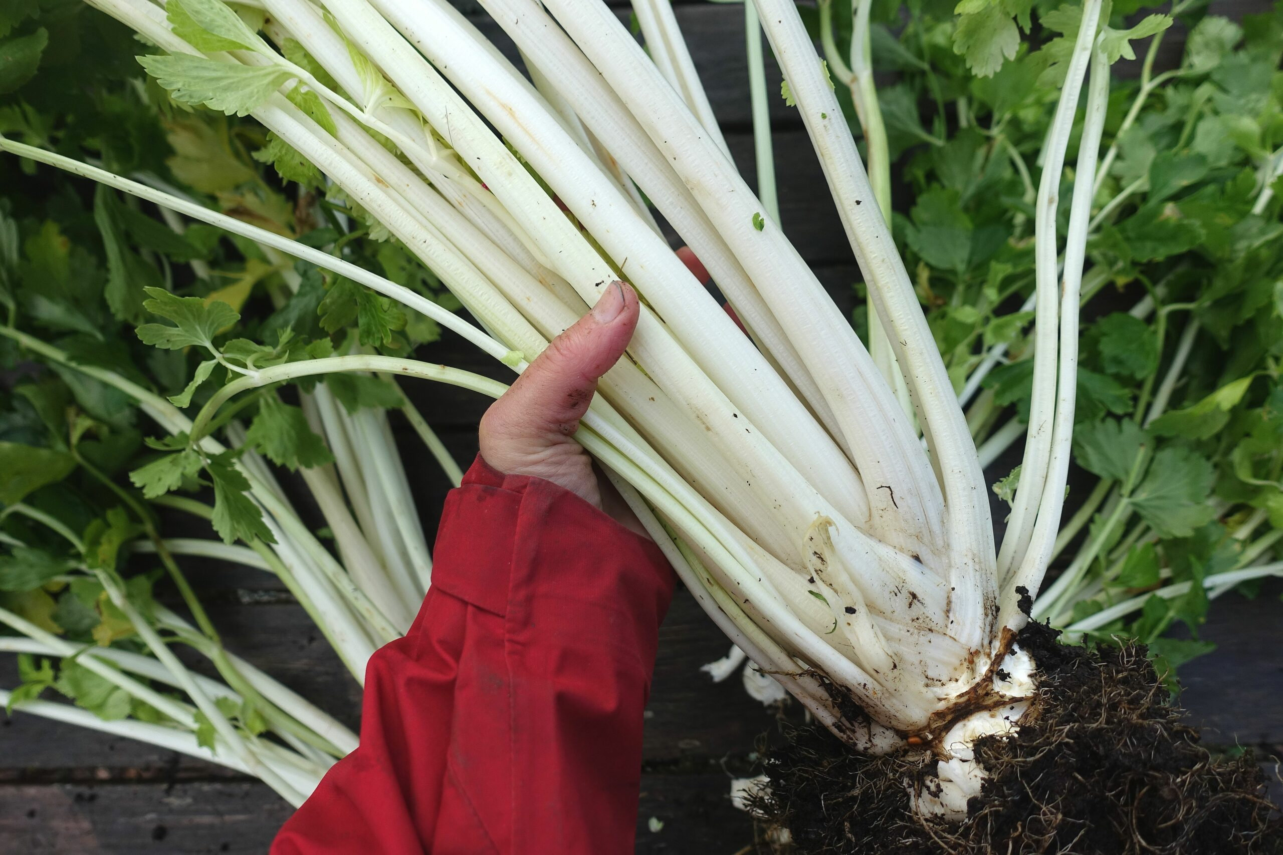 セロリ（種子）中国産ホワイト、おいしい葉野菜、育てやすい新鮮な食用