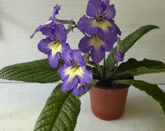 Streptocarpus Bugle Call Live Plant | Cape Primrose Tubular Blooms, Shade Loving, Easy Care, Pet Safe Compact Evergreen Indoor Houseplant