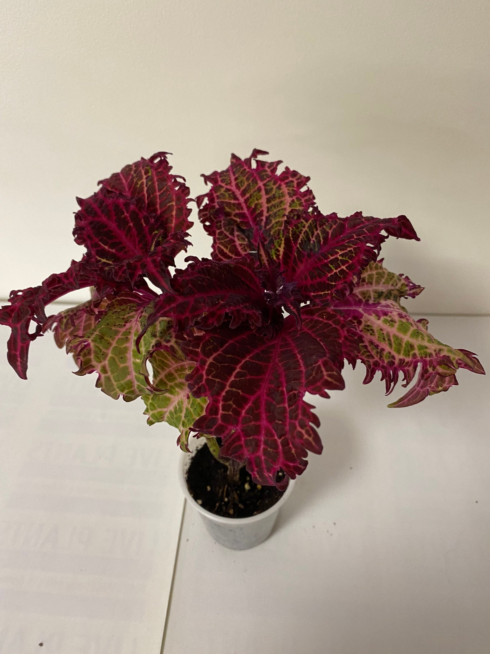 Coleus Peter's Wonder Etsy