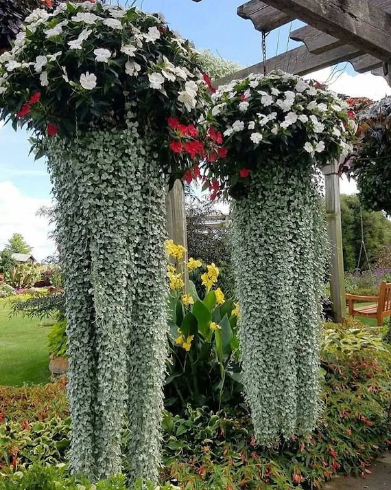 Dichondra (seeds) Silver Falls, Ornamental Plant, Rare Seeds for Planting,  Great for Outdoors in Full Sun and Indoors, Gift for Gardener - Etsy Israel