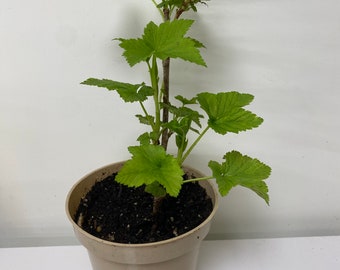 Blackcurrant Live Rooted Starter Plant Black Currant Ribes nigrum, Cold Hardy Quick Easy Growing Sweet Juicy Berries Containers or in Ground