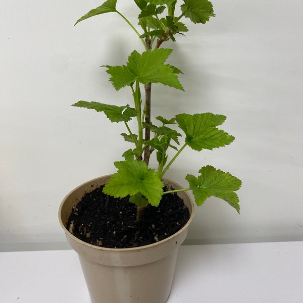 Blackcurrant Live Rooted Starter Plant Black Currant Ribes nigrum, Cold Hardy Quick Easy Growing Sweet Juicy Berries Containers or in Ground