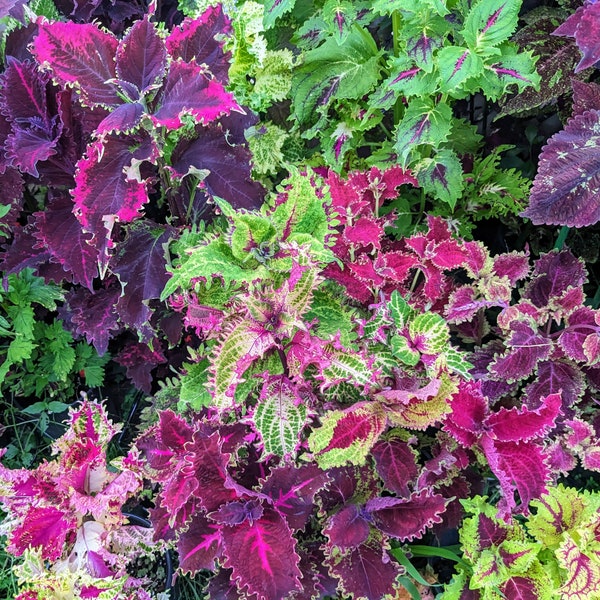 Coleus (semi) Mix increspato, pianta ornamentale vibrante, semi rari per piantare, ottimo per esterni e interni, regalo per giardiniere
