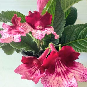 May include: A potted flowering plant with vibrant, deep pink and magenta blooms. The flowers have a speckled pattern and are surrounded by large, textured green leaves. The plant is in a white pot.