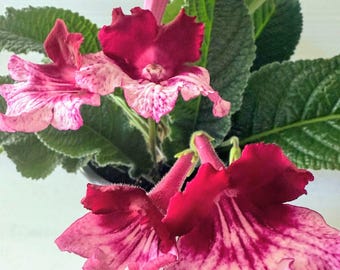 Streptocarpus Ladyslippers Red Bicolor Live Starter Plant, Rare Magenta White Primrose Flower Orchid Bloom Easy-Care Indoor Houseplant