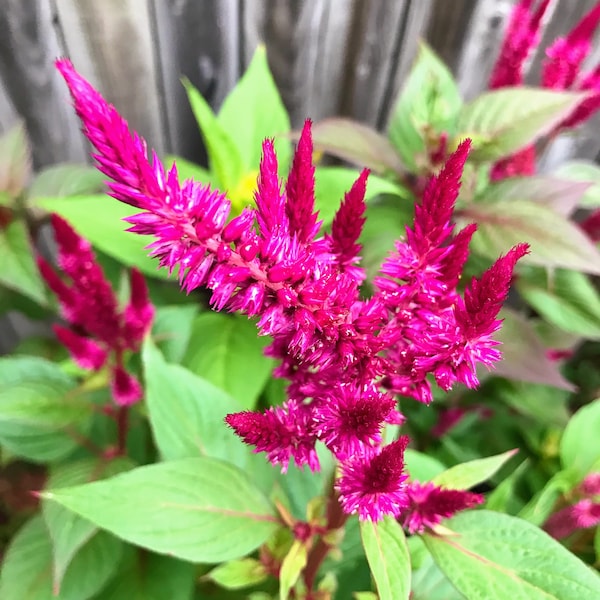 Celosia Seeds - Etsy
