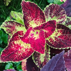 May include: Close-up of a coleus plant with vibrant leaves. The leaves display a striking pattern of deep red, burgundy, and lime green. The edges of the leaves are scalloped, adding texture to the plant's appearance. The plant is surrounded by green foliage.