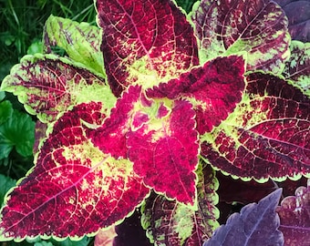 Coleus Kona Red, Live Starter Plant, Vibrant Ornamental Foliage, Great for Outdoors and Indoors, Rare Colorful Gift for Gardener