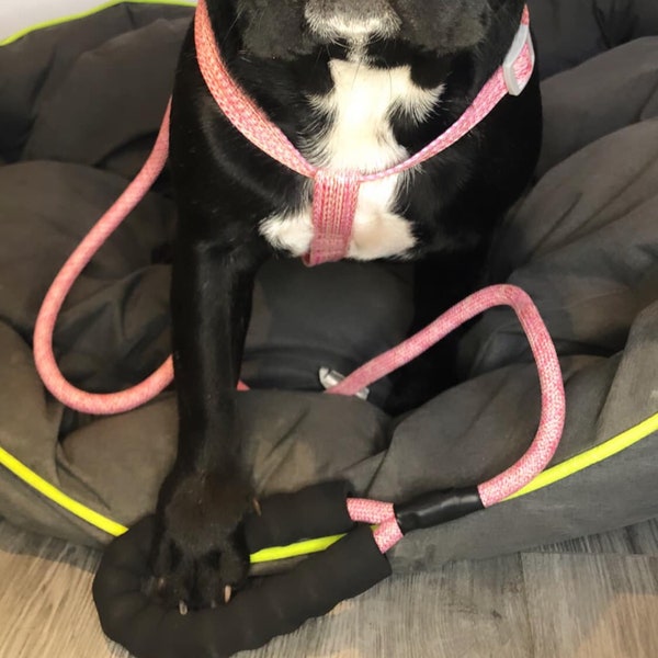 dog harness and lead