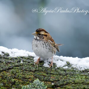 White-Throated Sparrow in de Sneeuw Foto Download