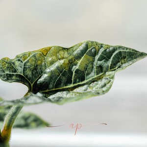 Leaf Macro Photo Download