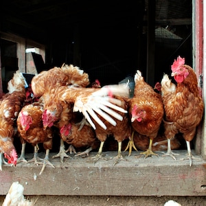 Chickens on a Farm Photo Download