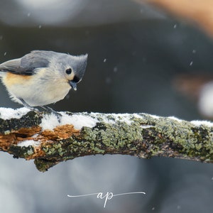 Tufted Titmouse Spielen im Schnee Foto Foto Download